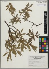 Foto von Salix arbusculoides Andersson